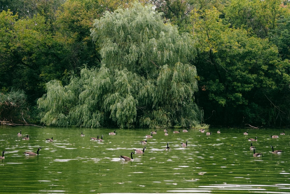 a group of ducks swimming in a lake