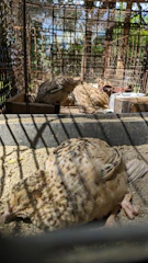 A cluster of small quails perched on natural branches inside a cozy wooden enclosure.