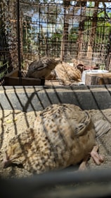 Quail birds in a sunny outdoor pen at Nutri-Quail Farm Ltd in Saint-Denis-sur-Richelieu.