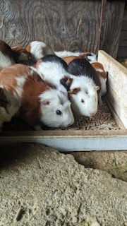 Several guinea pigs with brown, white, and black patches are gathered in a wooden enclosure, eating pellets. The surrounding area features a rough, textured dirt surface.