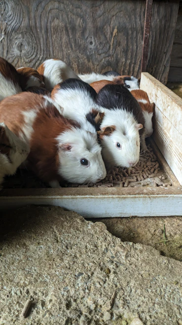 Fresh bundles of nutritious feed pellets for guinea pigs and rabbits in a rustic farm setting.