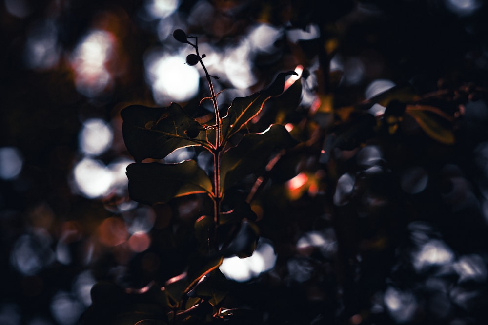 a close up of a leafy plant with a blurry background