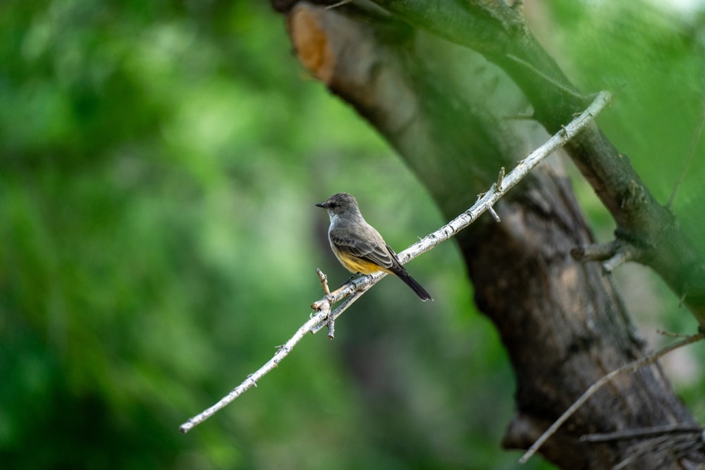 a small bird perched on a thin branch