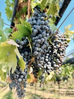 Close-up of ripe grape clusters hanging from a vine in a lush vineyard