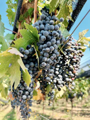 Close-up of ripe grape clusters hanging from vines under clear sky.