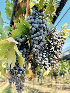 Close-up of ripe grape clusters hanging from vines under clear sky.