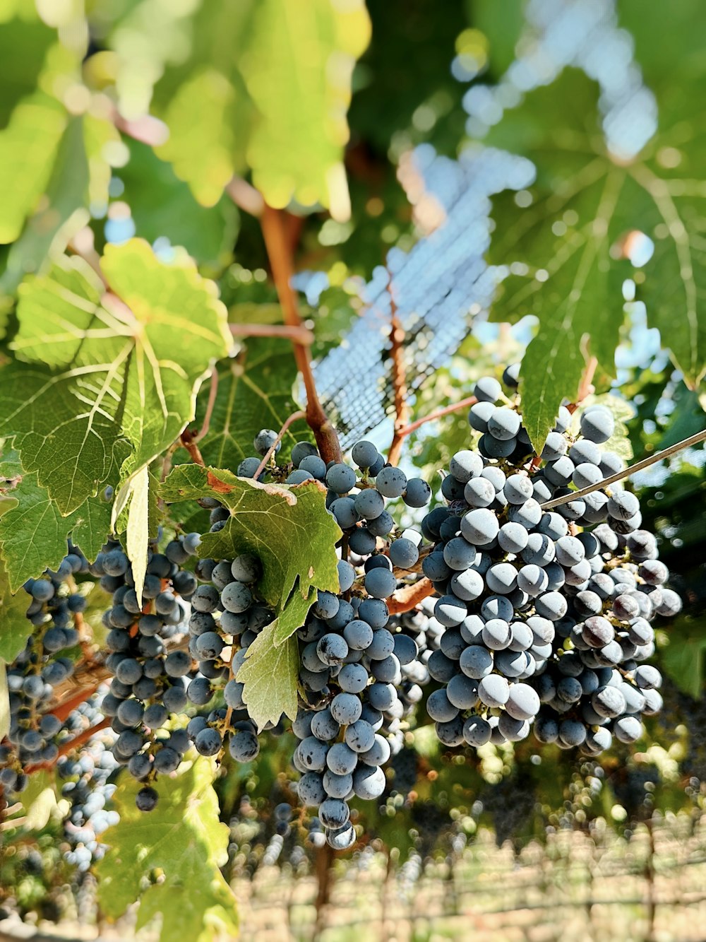 a bunch of grapes hanging from a vine