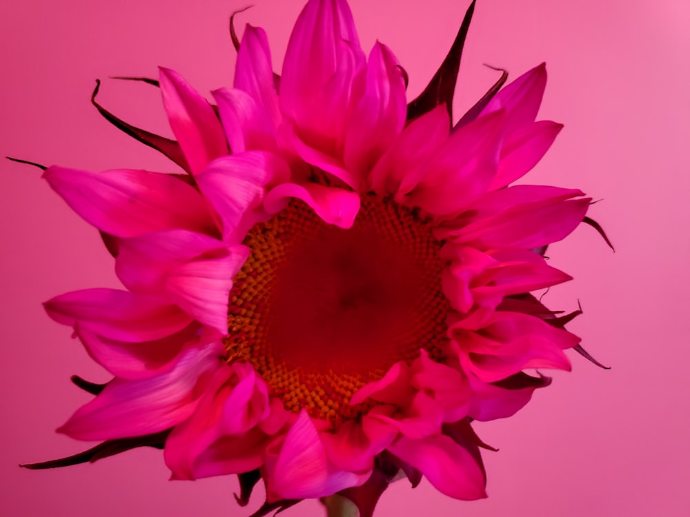 a large pink flower is in a vase