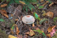 A single mushroom with a textured cap grows among brown fallen leaves, twigs, and green ferns on a forest floor. The environment is rich with organic material, suggesting a damp and shaded natural habitat.