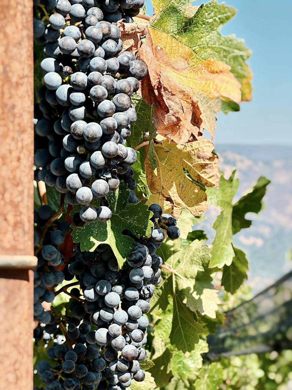 a bunch of grapes hanging from a vine