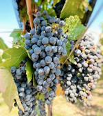 Close-up of ripe grapes hanging heavily on the vine.