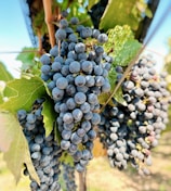 Close-up of ripe grapes hanging from vines with a backdrop of clear blue sky.