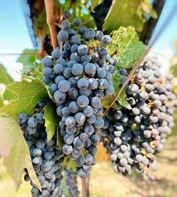 Close-up of ripe grapes hanging heavily on the vine.