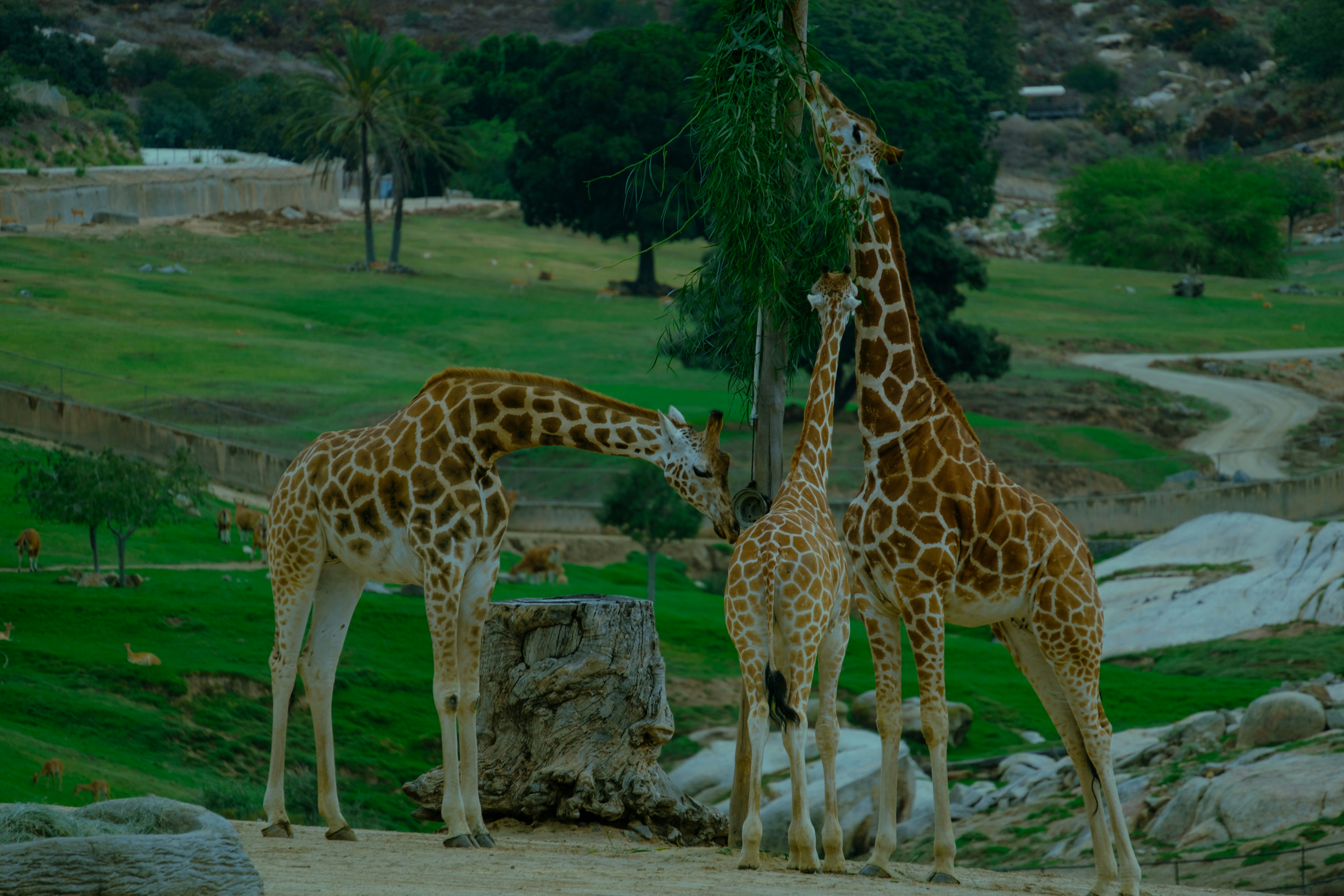 What This Means for Our Relationship with Wildlife (image credits: unsplash)