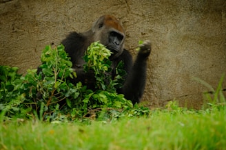 A gorilla sits among lush green foliage against a stone wall backdrop. The gorilla's fur appears dark and contrasts with the vibrant greenery around it. It seems to be holding or interacting with the leaves.