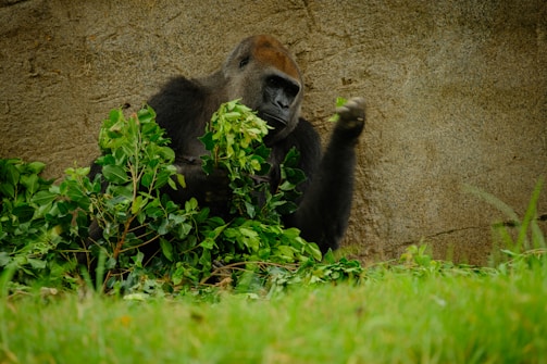 A gorilla sits among lush green foliage against a stone wall backdrop. The gorilla's fur appears dark and contrasts with the vibrant greenery around it. It seems to be holding or interacting with the leaves.