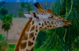 A close-up of a giraffe nibbling leaves from a tall tree