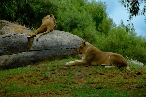 Two lions are resting in a natural habitat, surrounded by green foliage and large rocks. One lion is lying on a rock, while the other is on the grass, creating a tranquil scene.