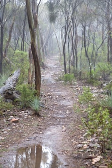 A foggy forest path is surrounded by tall, slender trees with sparse foliage. The ground is uneven and damp, with a visible puddle reflecting some of the surrounding landscape. Green shrubs and scattered rocks are visible along the trail, creating a sense of wilderness and seclusion.