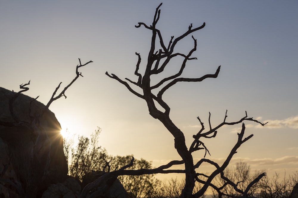 the sun is setting behind a bare tree