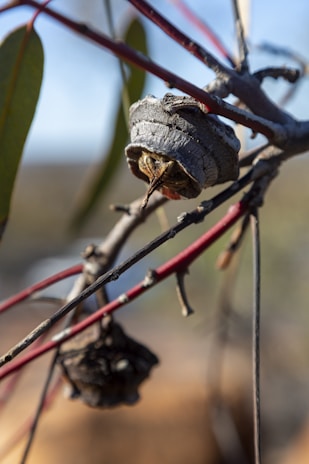 A close-up of a gumnut hanging from a eucalyptus branch with soft sunlight filtering through leaves.