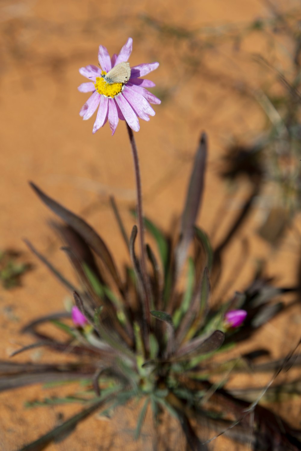 a small purple flower sitting in the middle of a dirt field