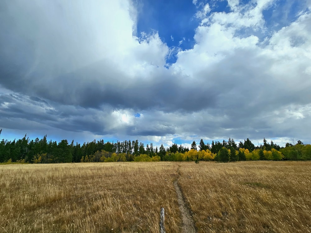 a field with a dirt path in the middle of it