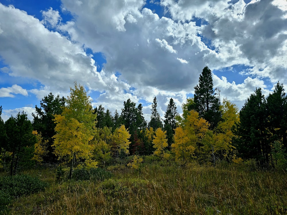 a group of trees that are in the grass