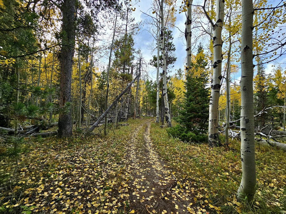 a dirt road surrounded by trees and leaves