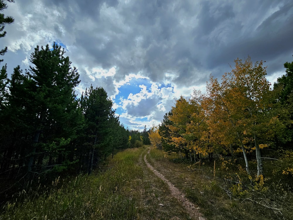 a dirt road in the middle of a forest