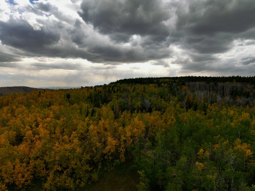 a forest filled with lots of trees under a cloudy sky