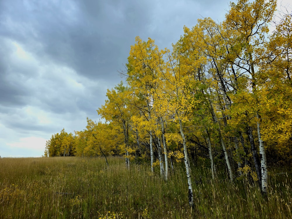 a group of trees that are in the grass