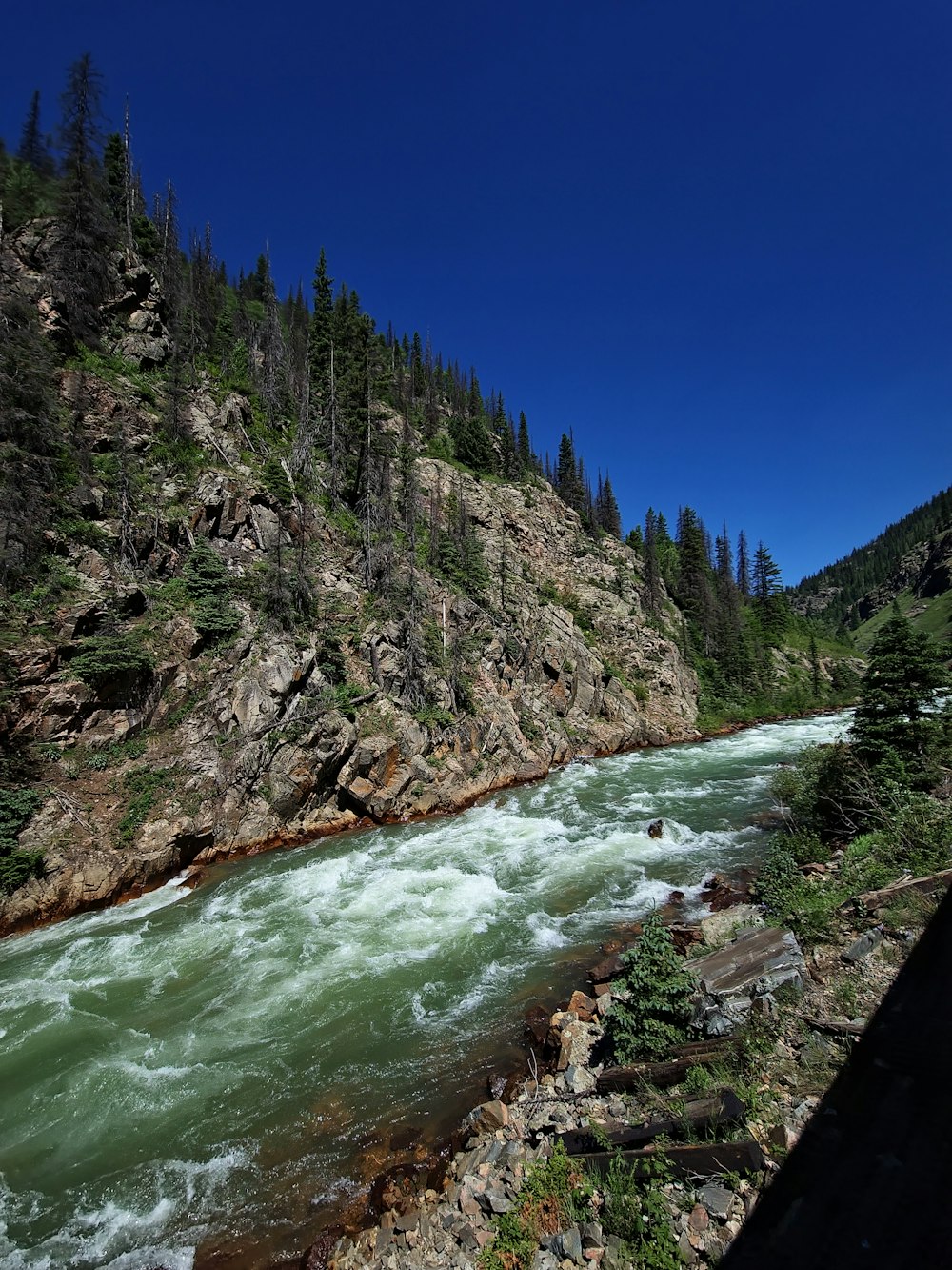 a river running through a lush green forest