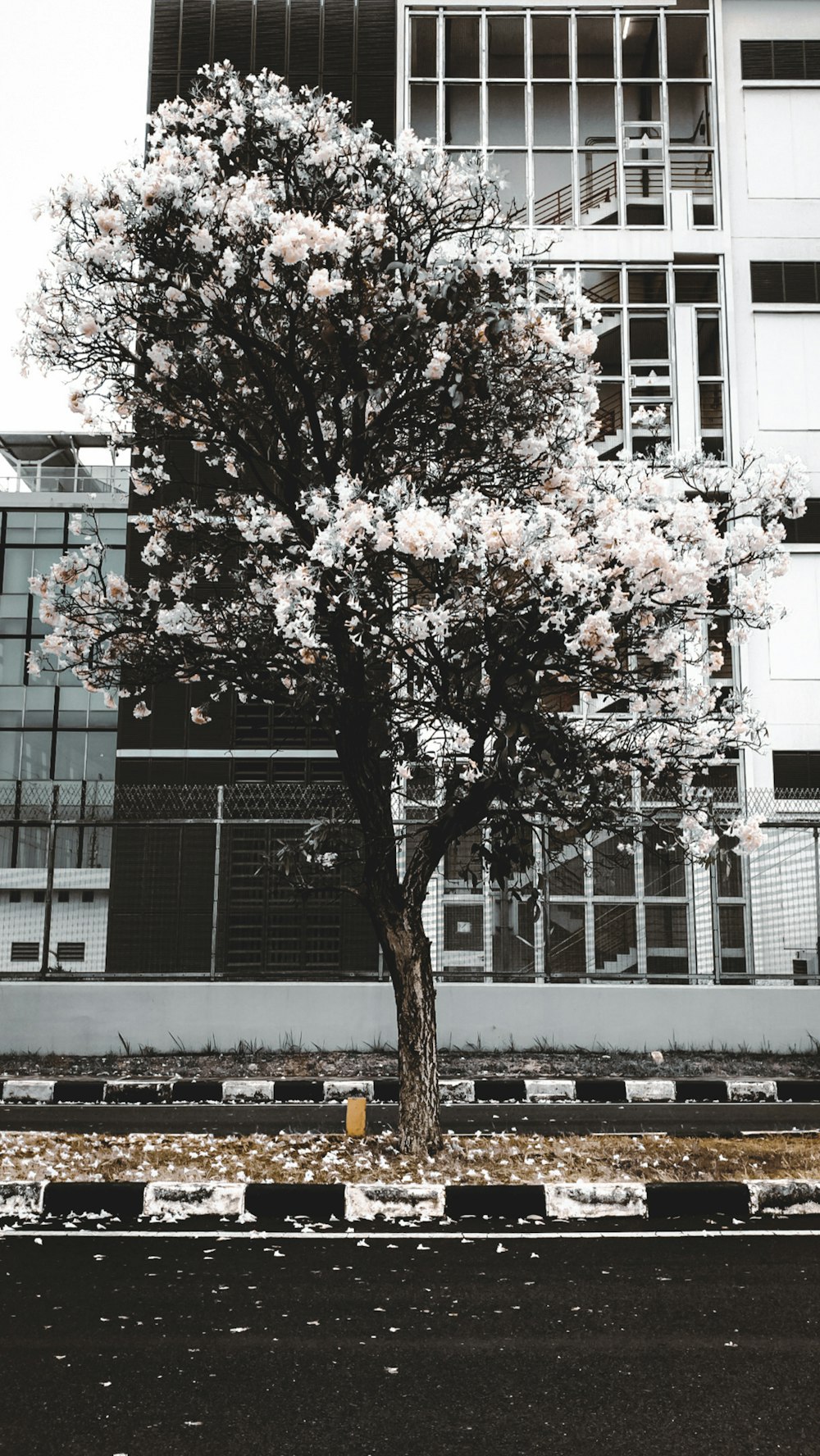 a large tree in front of a tall building
