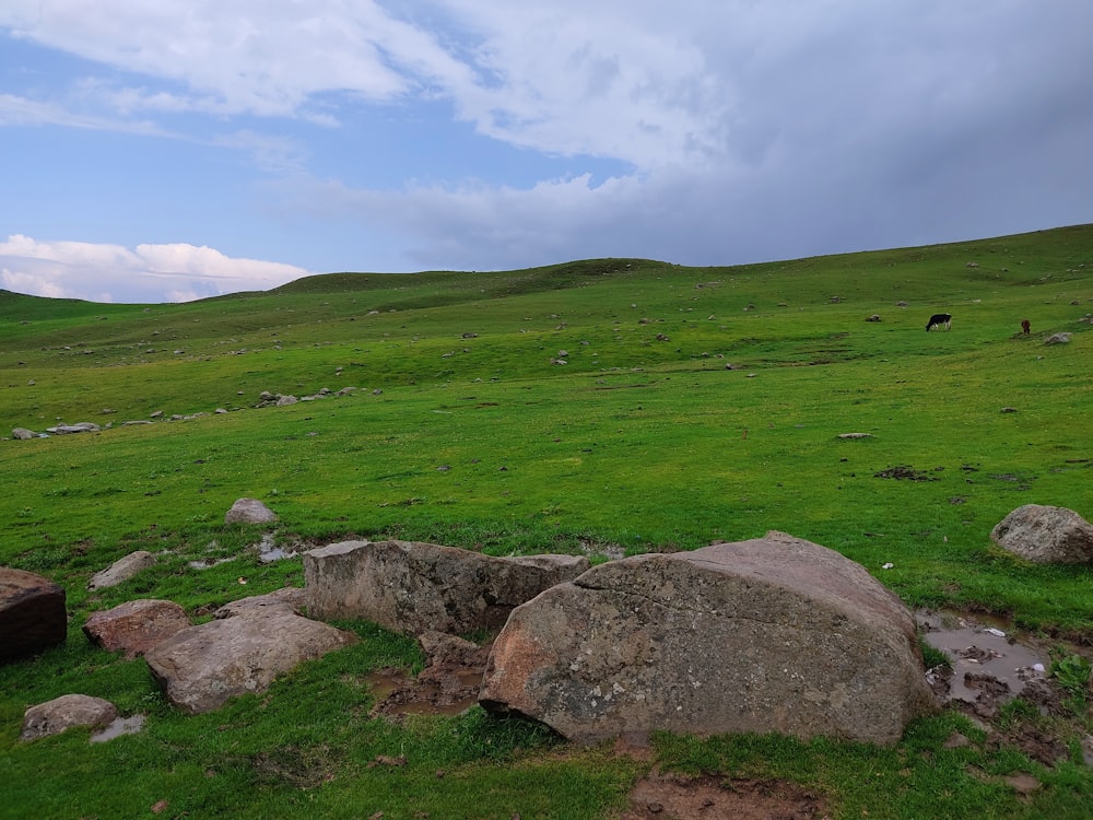 a grassy field with rocks and cows in the distance
