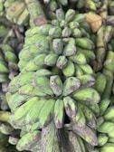 A close-up view of a large cluster of raw green bananas still attached to their stalk. The bananas have a slightly textured surface with shades of green and brown, indicating they are unripe.