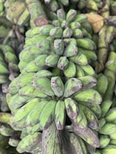Close-up of ripe G9 bananas freshly harvested in Arahalli.