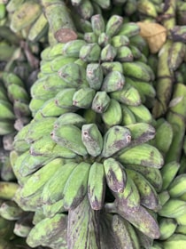 Close-up of ripe G9 bananas freshly harvested in Arahalli.