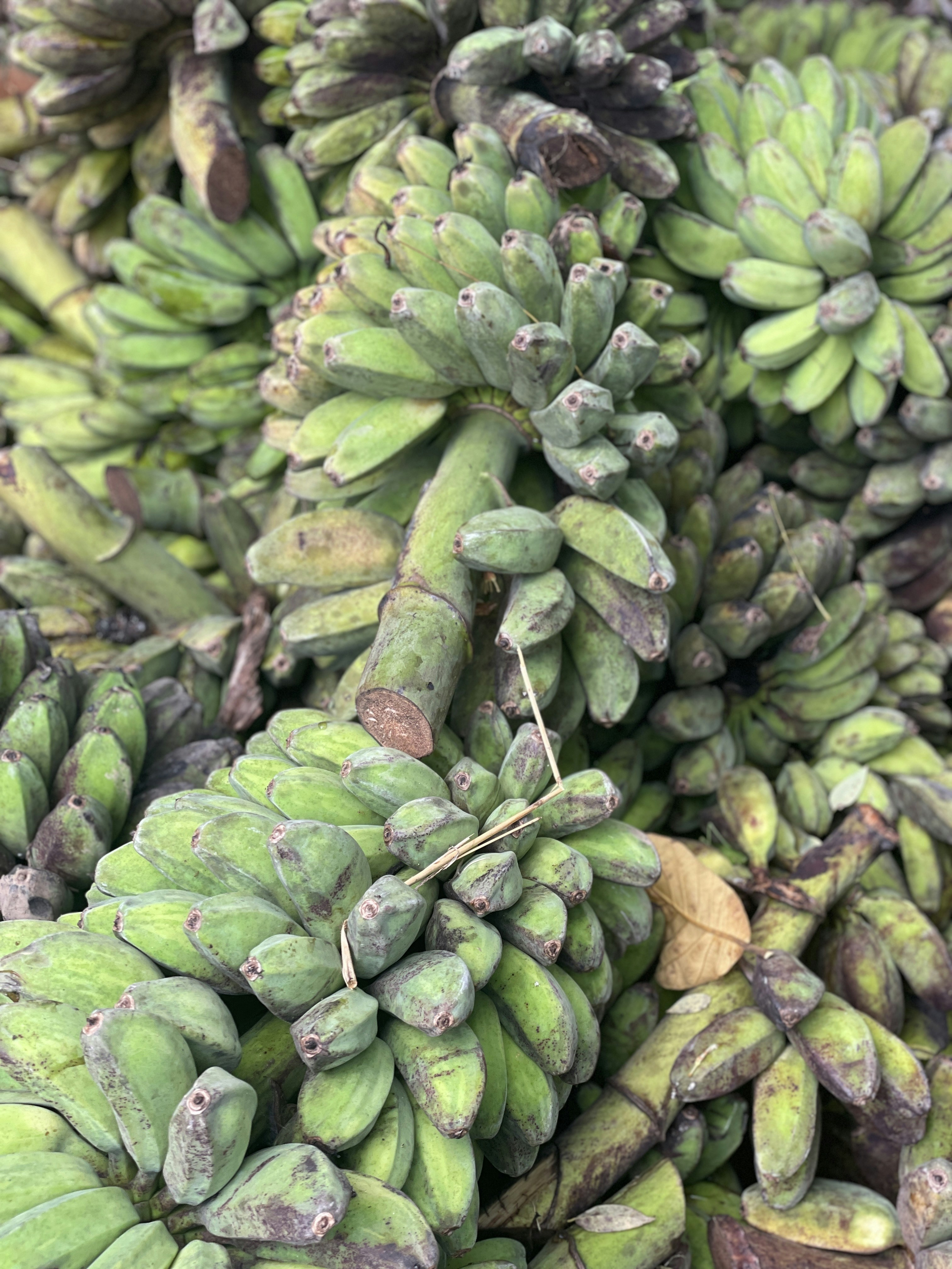 Plátanos Verdes Frescos