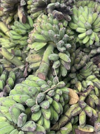 Fresh green plantains growing in a lush Amazon field.
