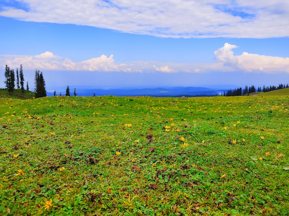 a grassy field with yellow flowers and trees in the background