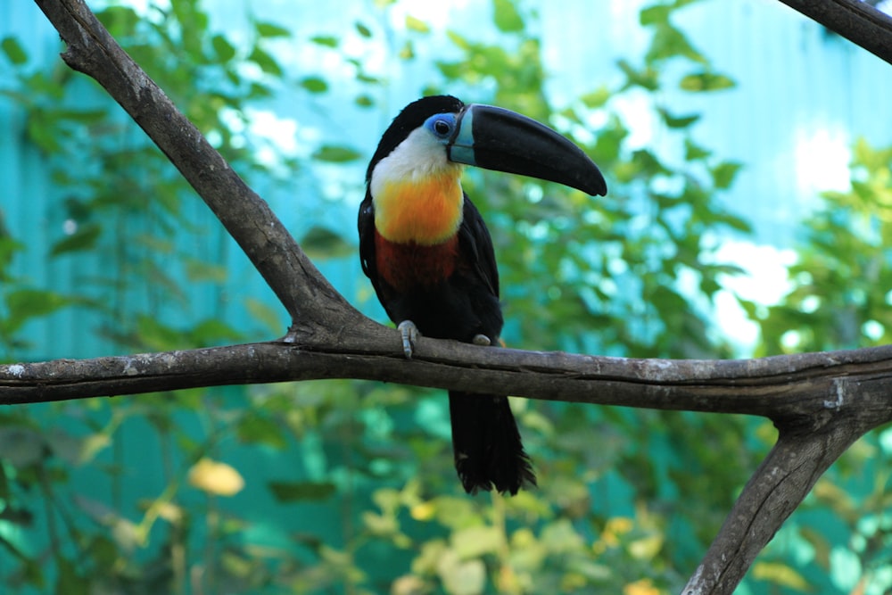 a colorful toucan perched on a tree branch