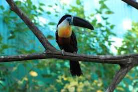 A colorful toucan is perched on a branch. Its large beak is prominently displayed, and the bird's vibrant plumage features shades of black, white, and orange. The background is lush and green, suggestive of a tropical environment.