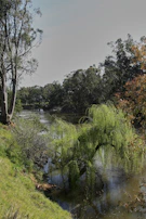 A tranquil scene of a river winding through lush green foliage.
