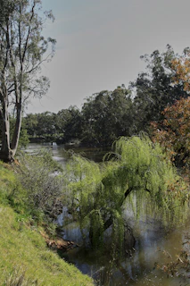 A tranquil scene of a river winding through lush green foliage.
