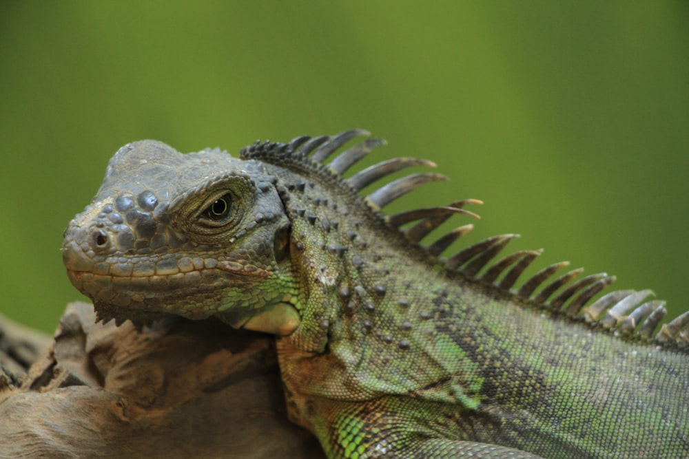 a close up of a lizard on a tree branch