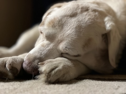 A sleeping light-colored dog rests with its head on its paws, conveying a sense of calm and relaxation. Soft lighting highlights the gentle texture of its fur.