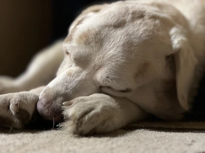 A peaceful dog curled up on a low, sculptural bed, bathed in the soft forest green light of a serene room.