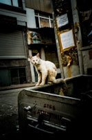 A street cat sits on the edge of a trash container in an urban setting with buildings and plastered notices in the background. The area appears worn, indicating an older part of the city. The cat looks directly at the camera, exuding a slightly scruffy appearance.