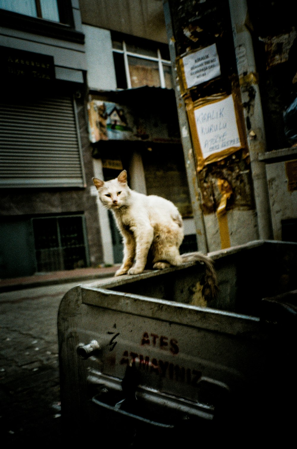 a white cat sitting on top of a trash can
